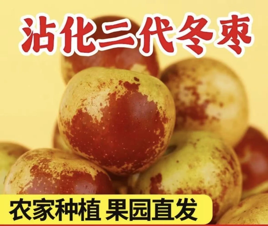 沾化冬枣二代冬枣自然成熟脆甜多汁短枝沾冬二代山东特产地标特产