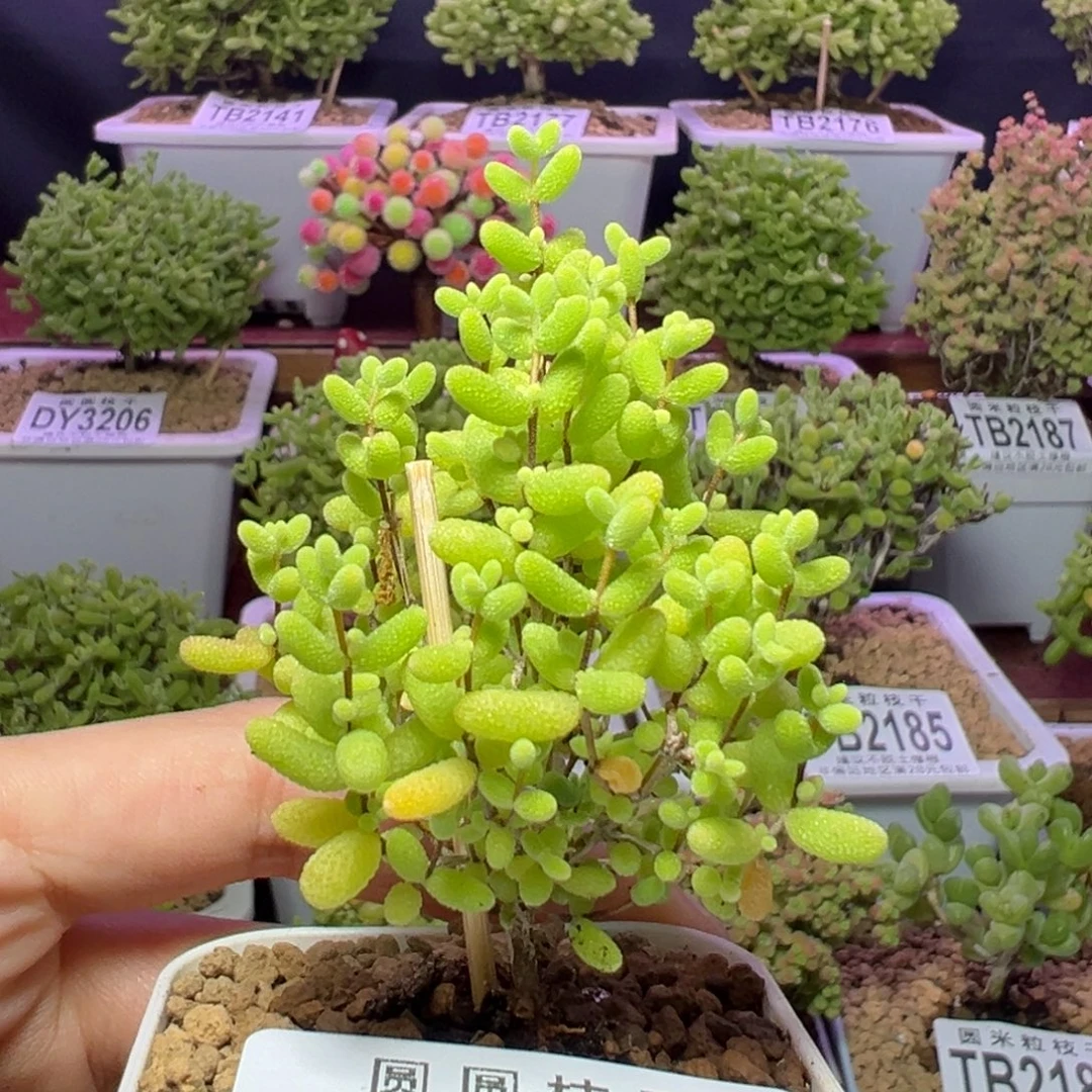 3211蜜橘糖球圣诞树
