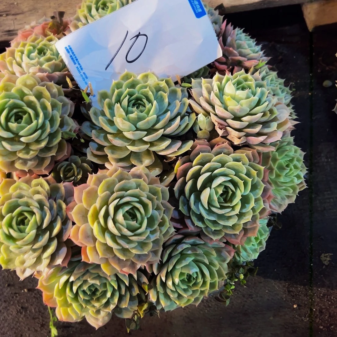 ^***笑10号一物一拍多肉