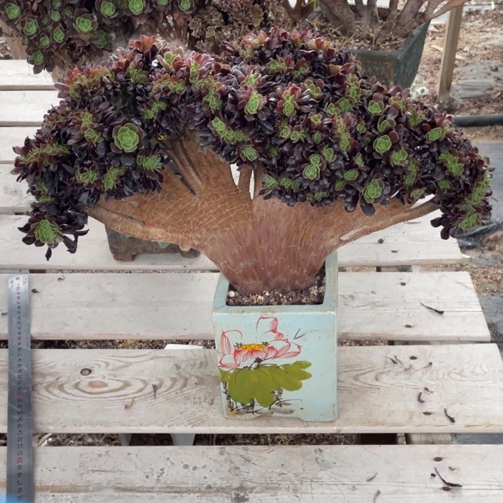 多肉植物的生长发育12