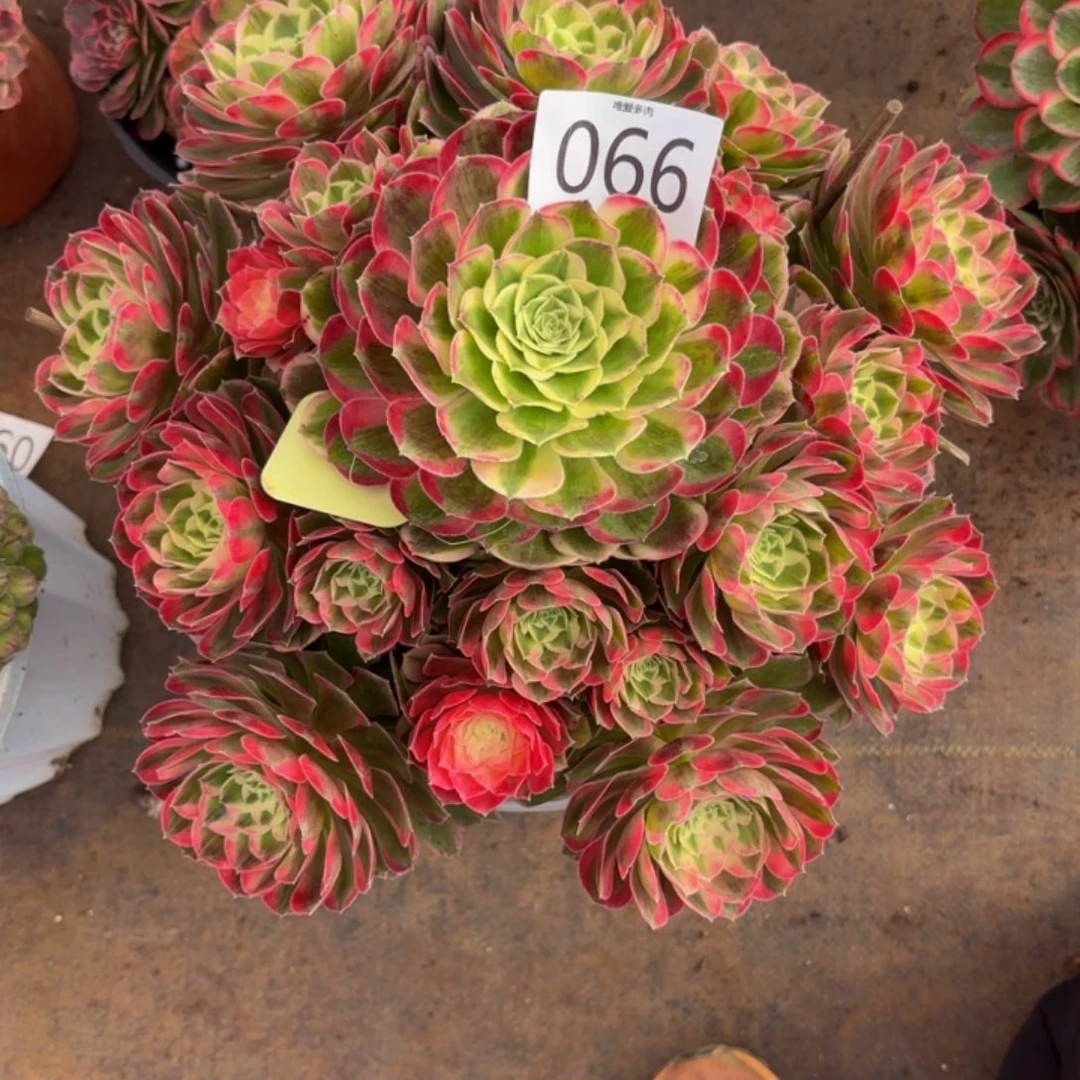 哈哈多肉葡萄福利来066