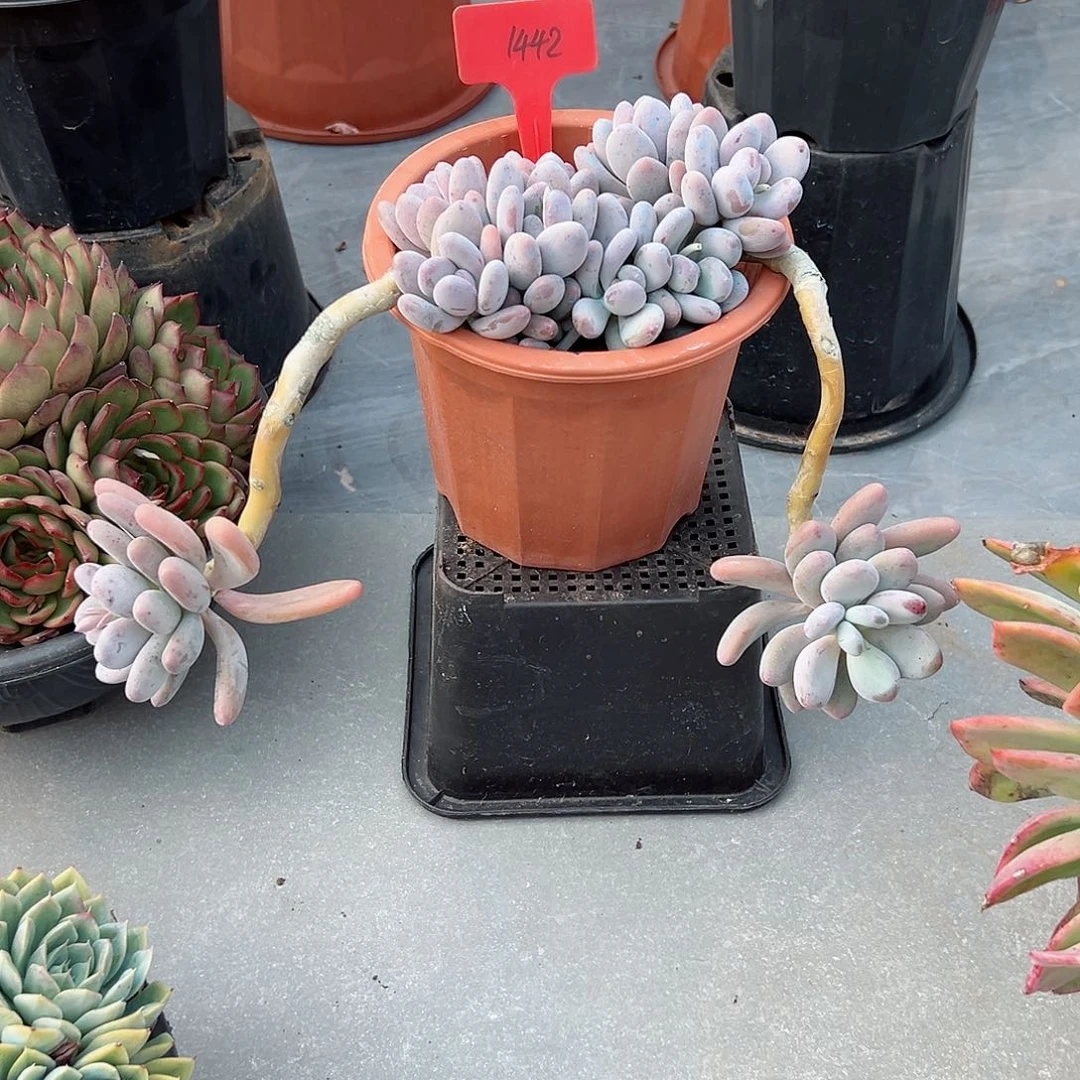 @*露1442桃美人多肉植物