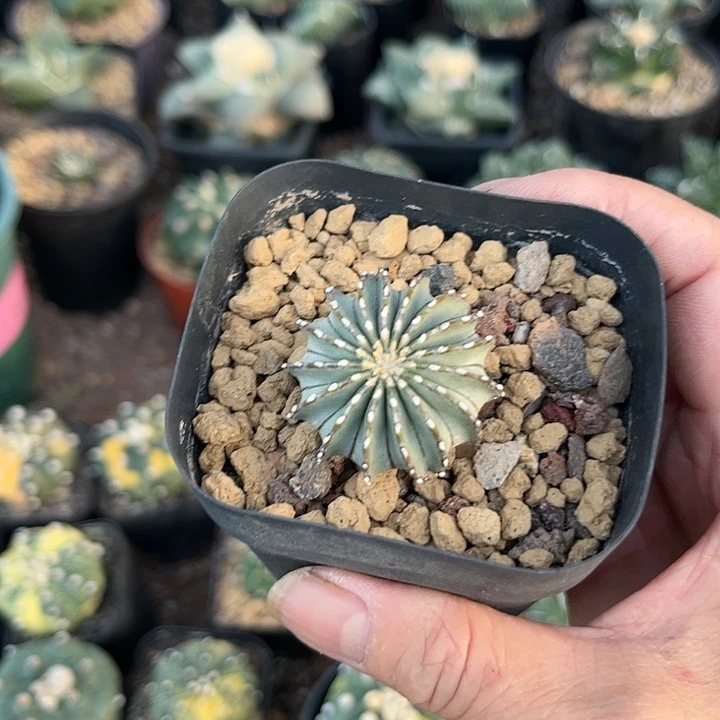 当前无花朵，栽培后可花朵花****物