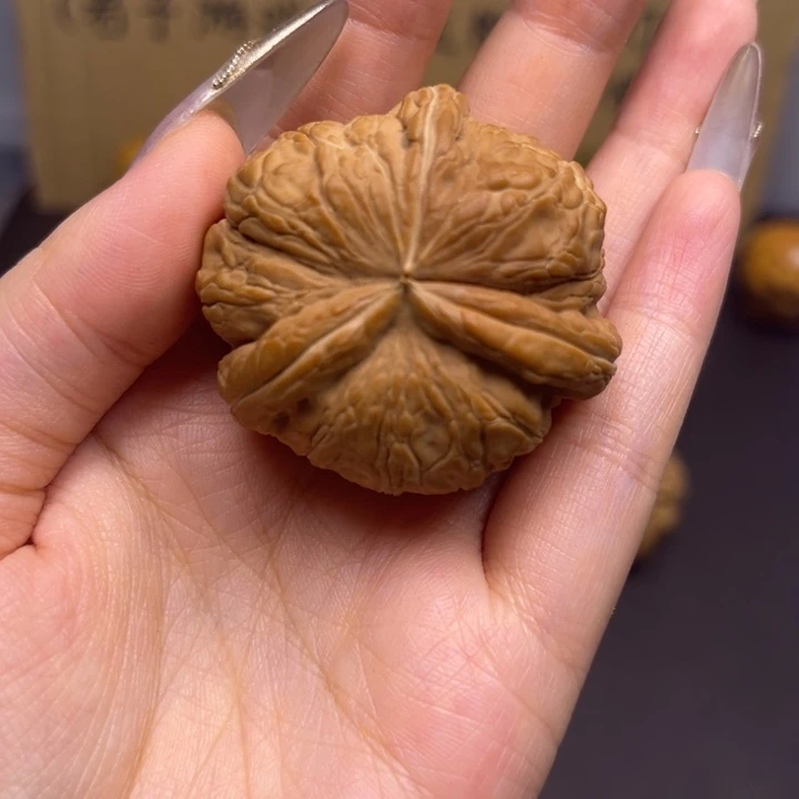 飞***觉菩提籽类元宝两棱半单只异型
