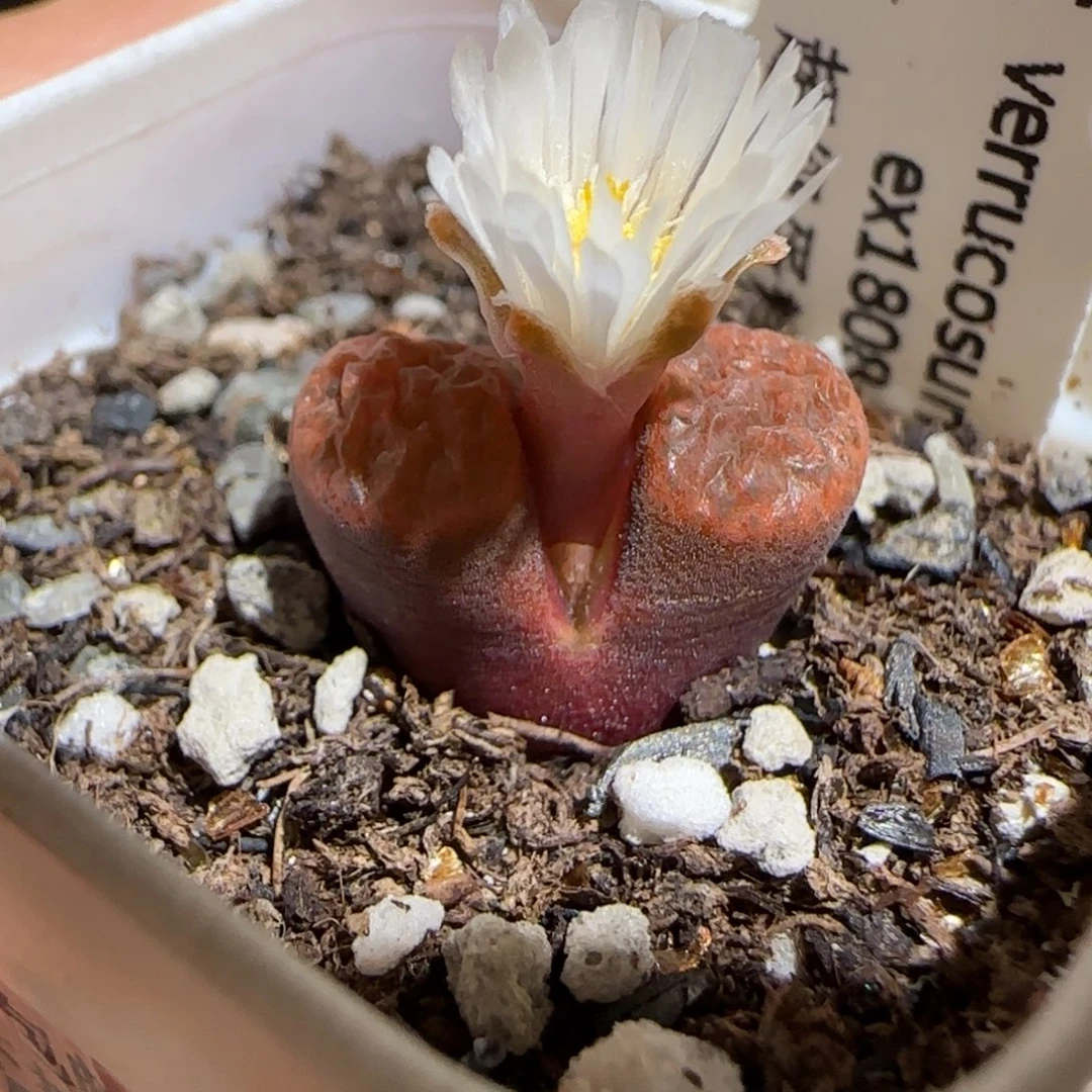 肉锥多肉植物百科-超级蛋糕521