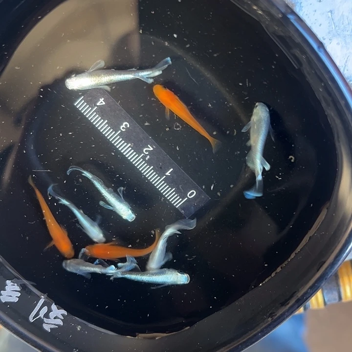 用***1青鳉鱼宽鳍玛利亚一对 五条短鳍天使三条红帝