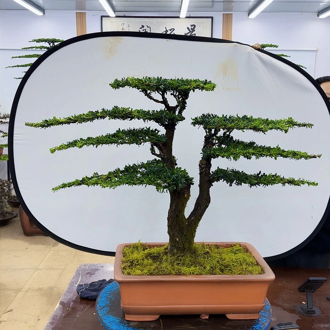 盆景欢迎大家一起来捡漏