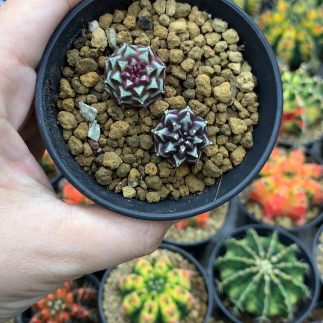 仙人球米哈牡丹锦