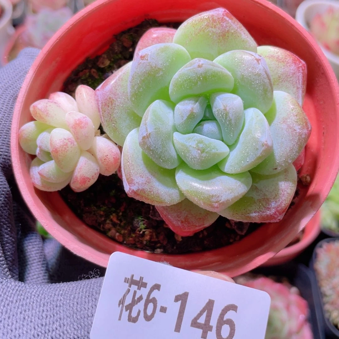 花利美 6-146冰玉