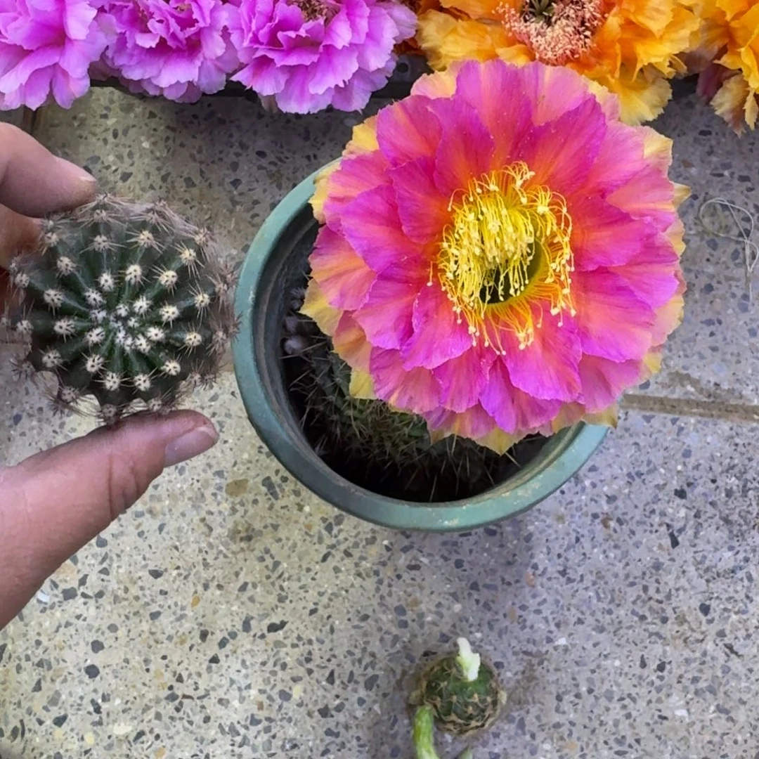 302彩草紫色浪漫歪无根侧牙4公分左右，20包邮