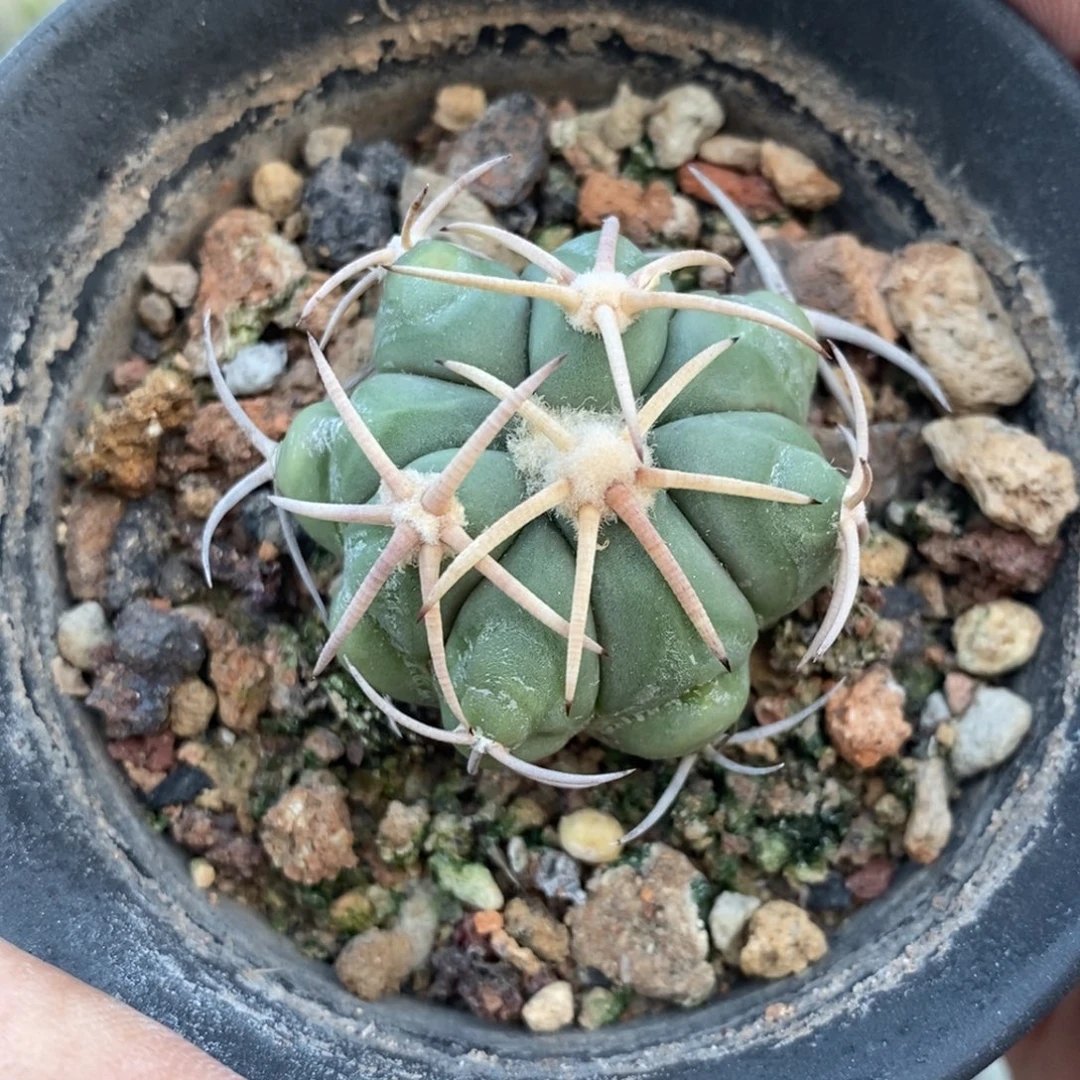 植播园艺白刺翠平丸