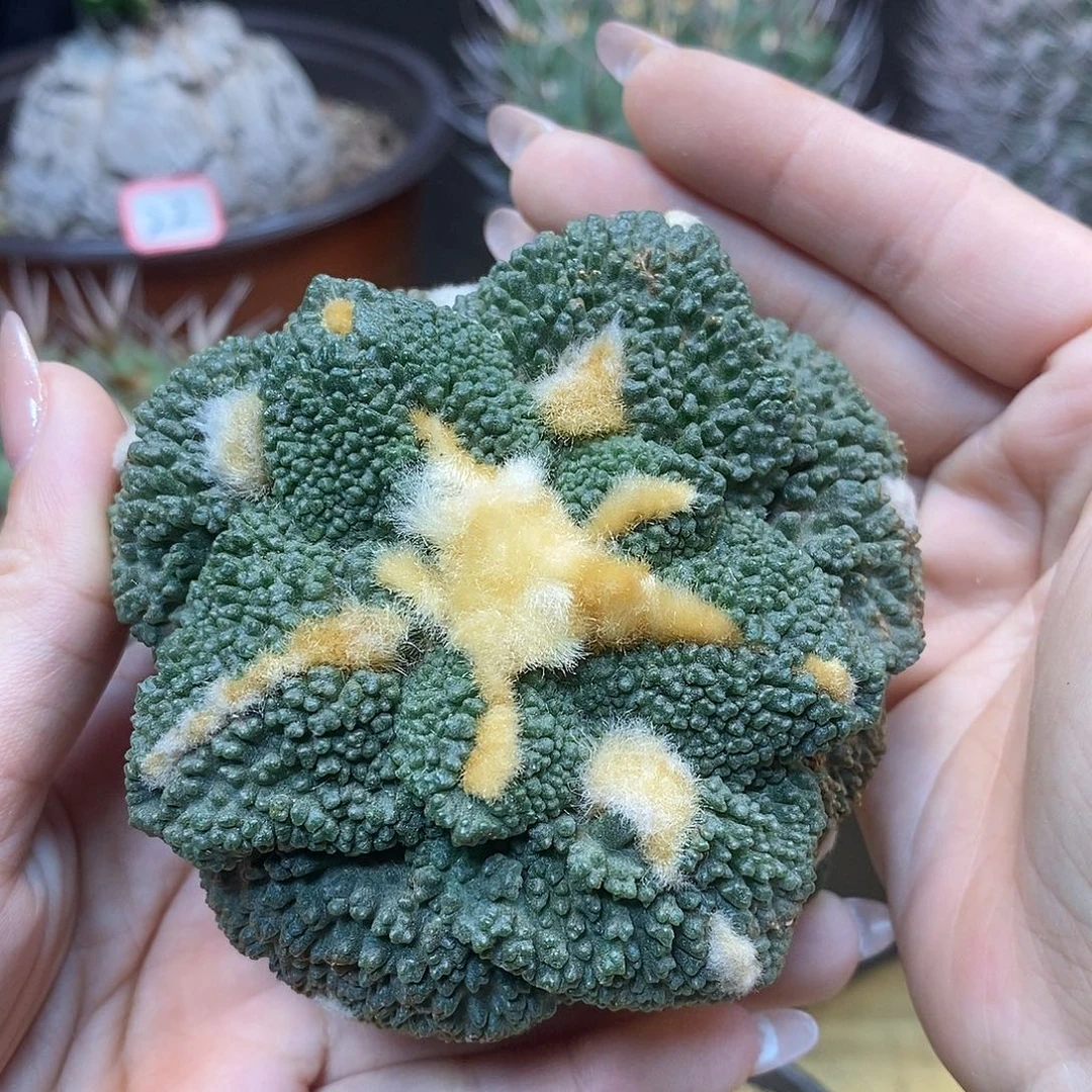 30号 自根出根芽哥斯拉8.5公分