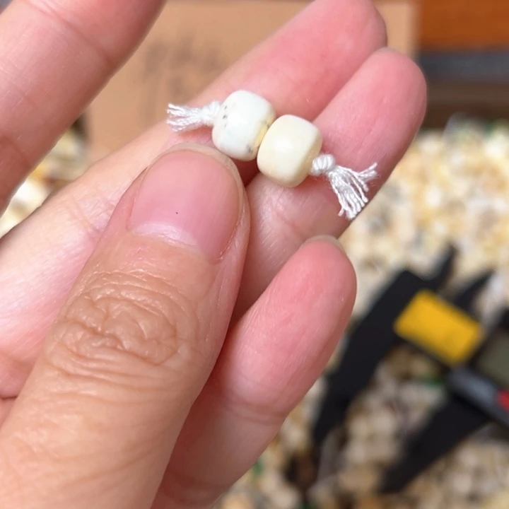 蜜蜡未镶嵌裸石8mm一对