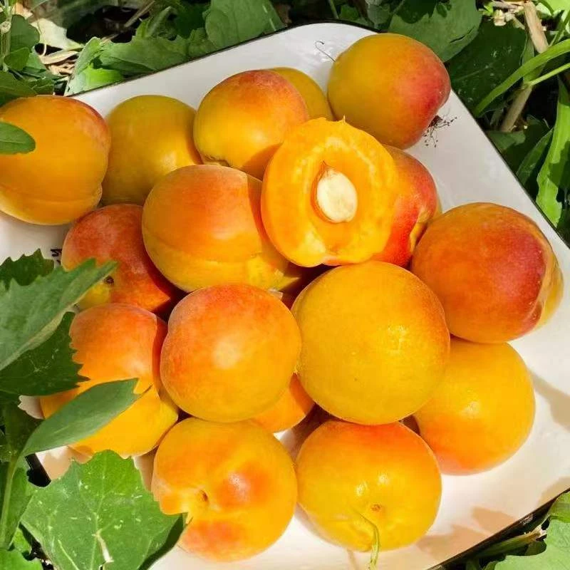 新疆吊干杏鲜杏小红杏爆甜多汁现摘现发新疆空运直发坏果包赔