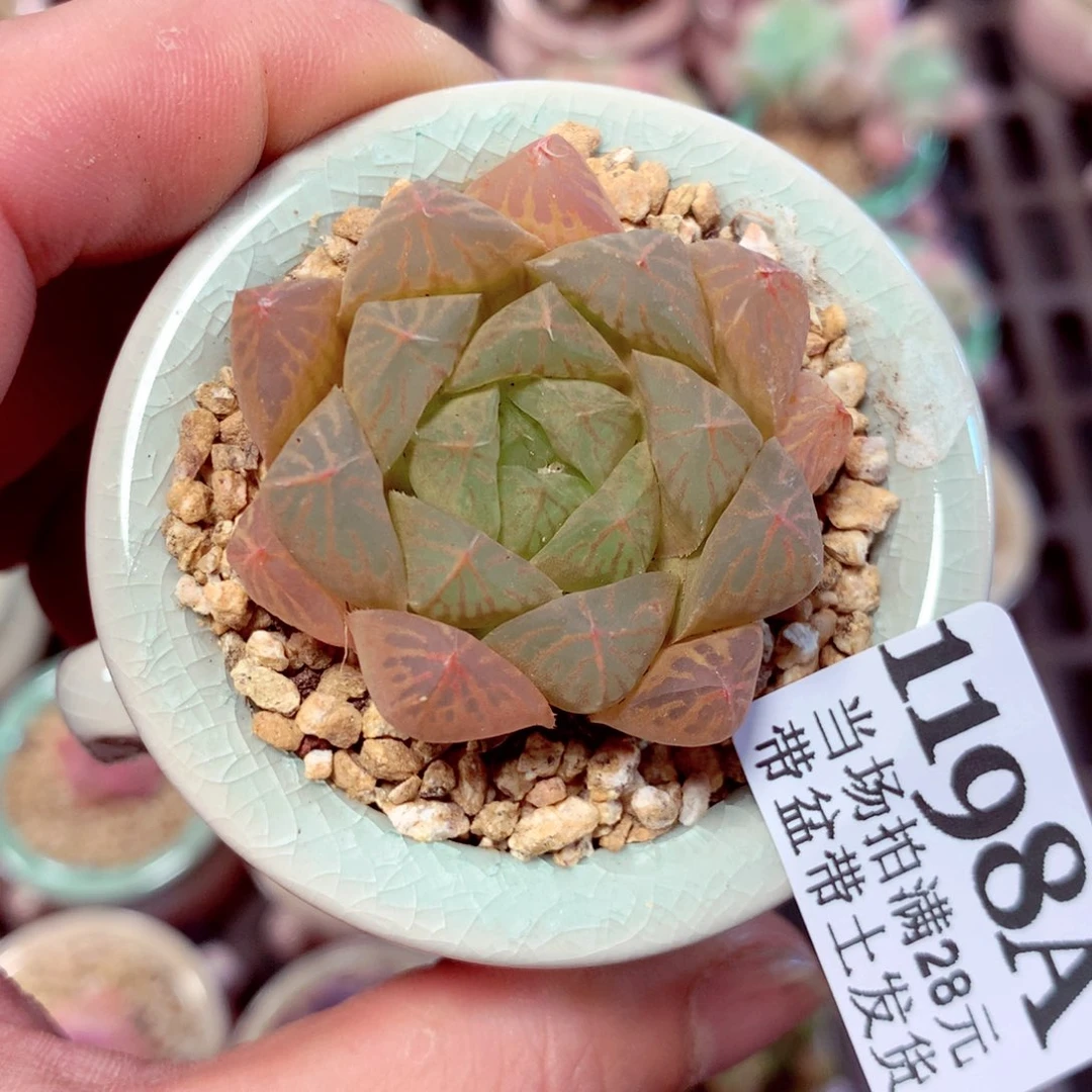 5厘米盆精控多肉1198