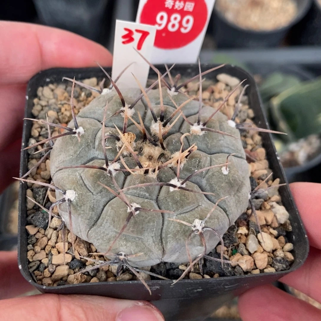 实生上腊黑刺铅皮4.8cm