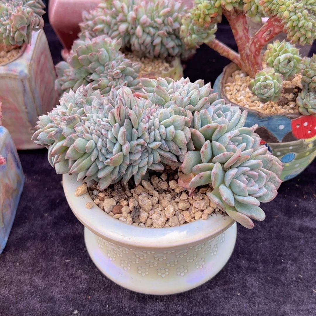 长*新年快乐1快乐8888888