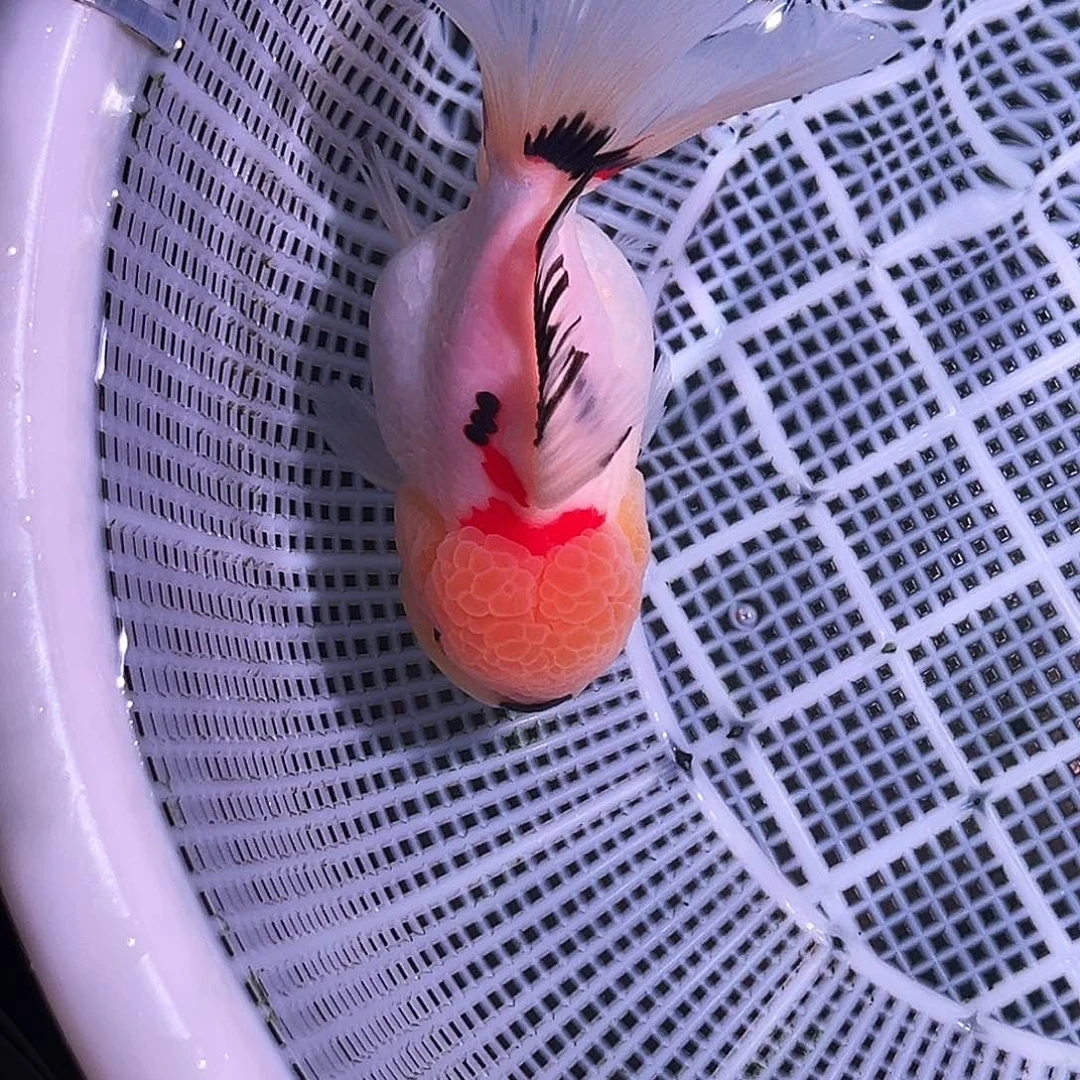 金鱼精品玛丽三色运费顺丰到付