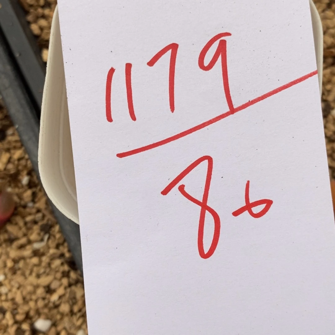 1179一颗一颗一颗