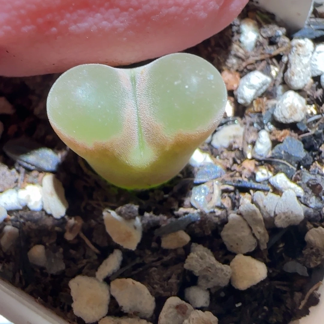 肉锥多肉植物百科-磁铁1343