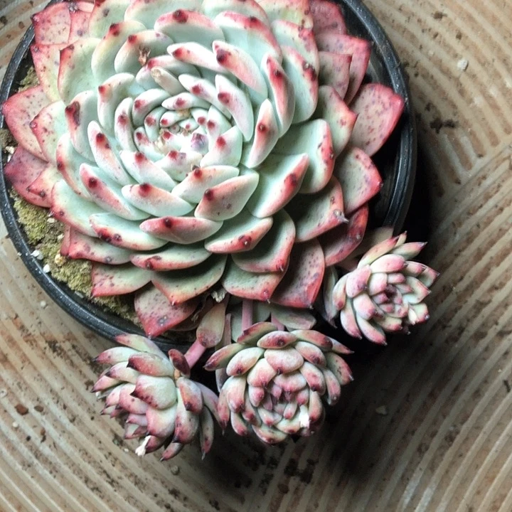 像****?97////////////