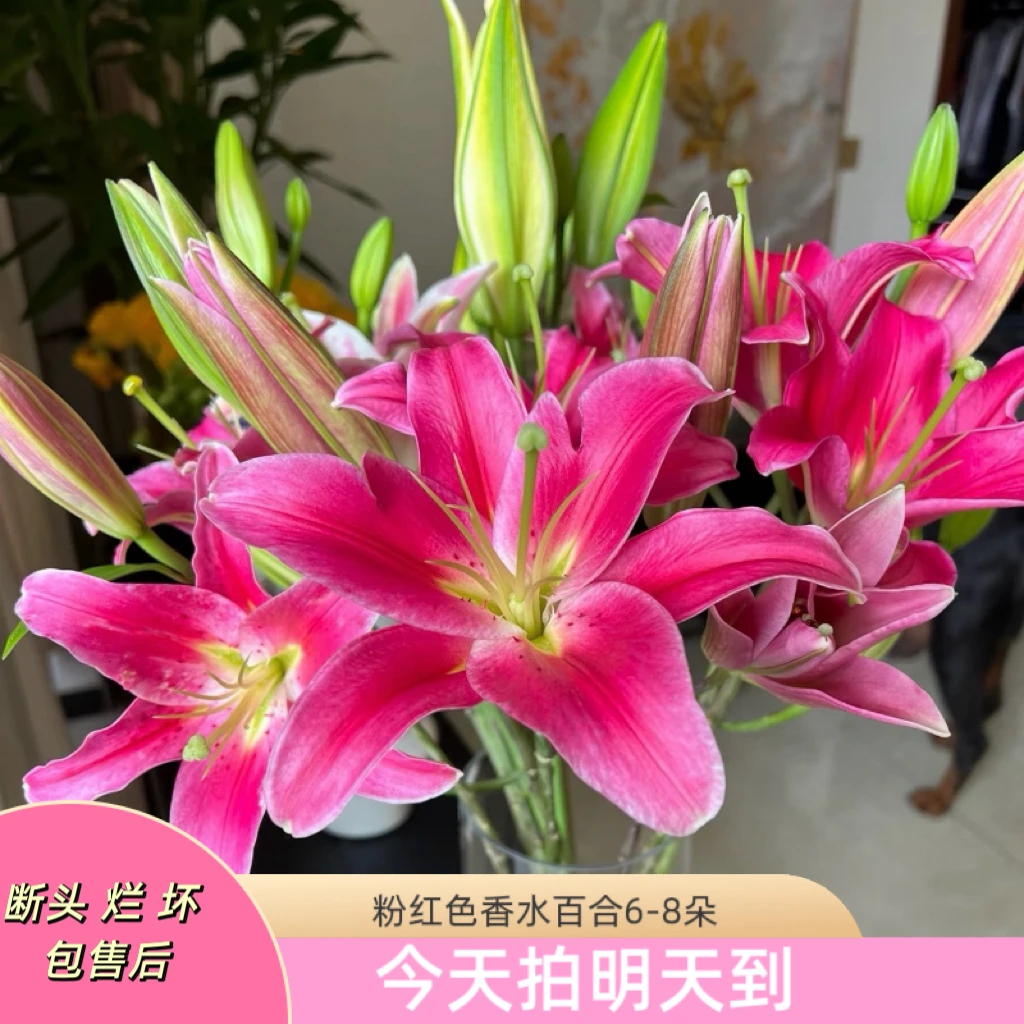新年特价果语精选【粉红色百合】云南鲜花次日达5度以下加拍保温棉