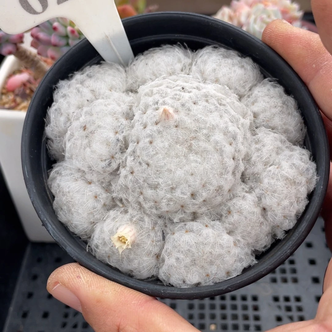 0214白星不带盆9厘米