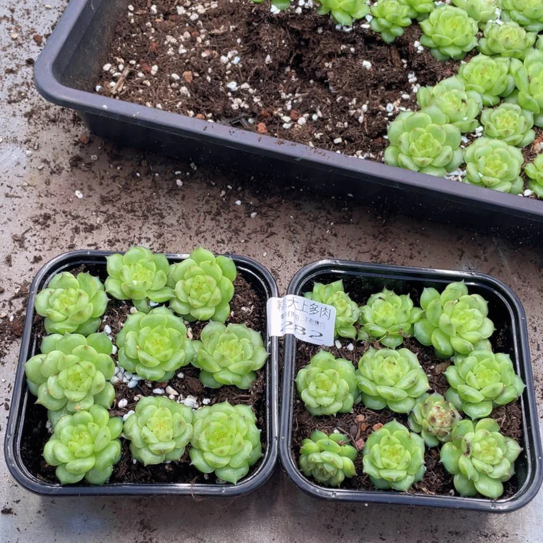 糕大上多肉植物282