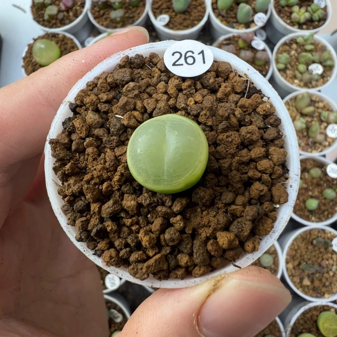 拉登一颗脱土26100000