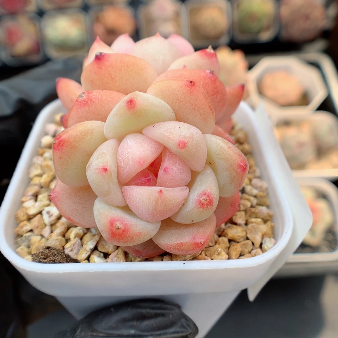 Y****安多肉植物。 糖心带盆土