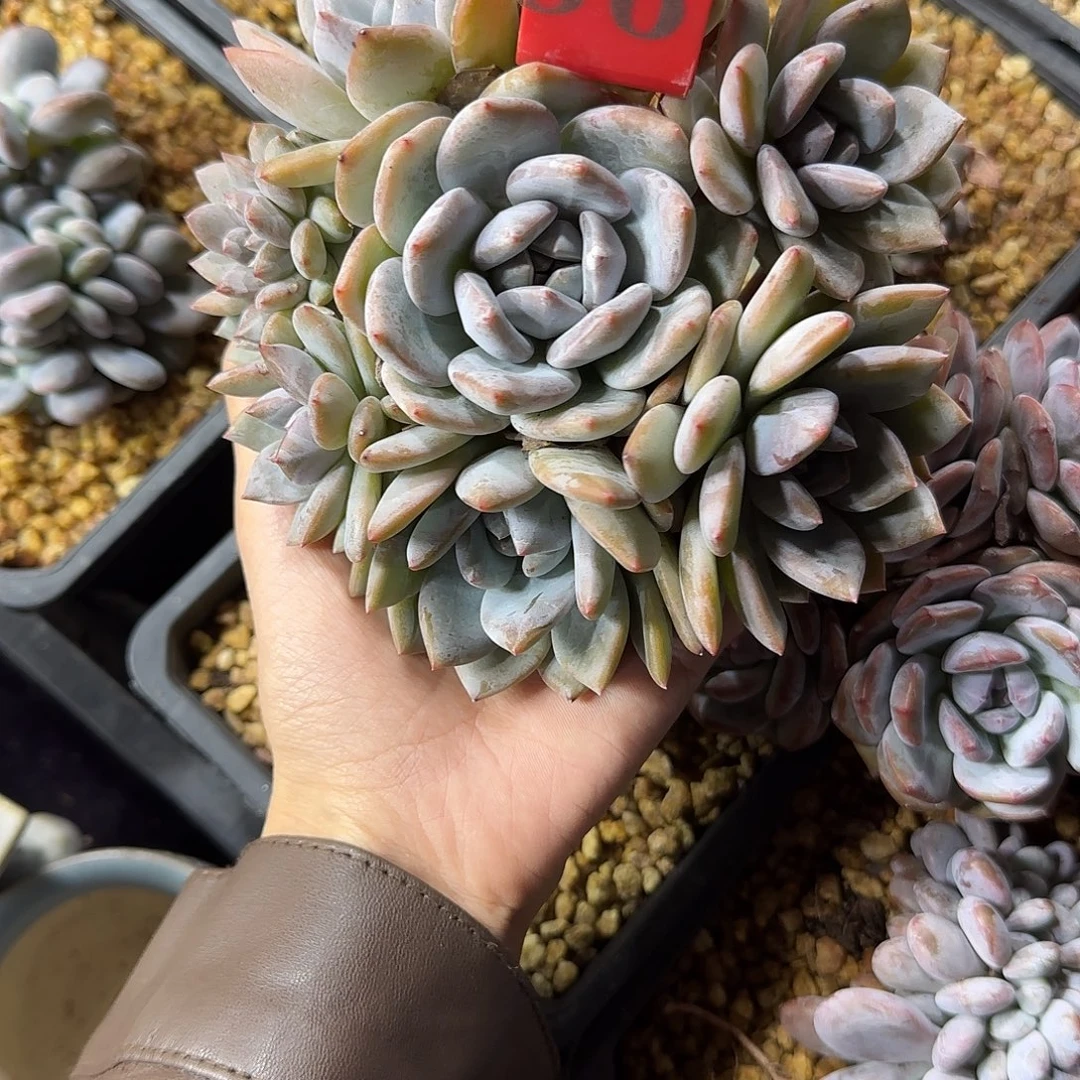 ****几星影手捧无砍带缀56