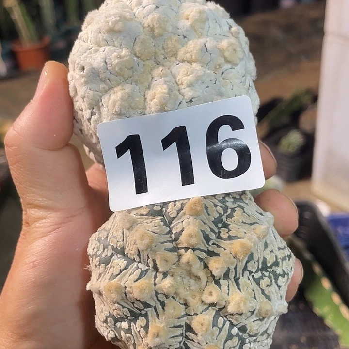 完全开放116两个v兜仙人球