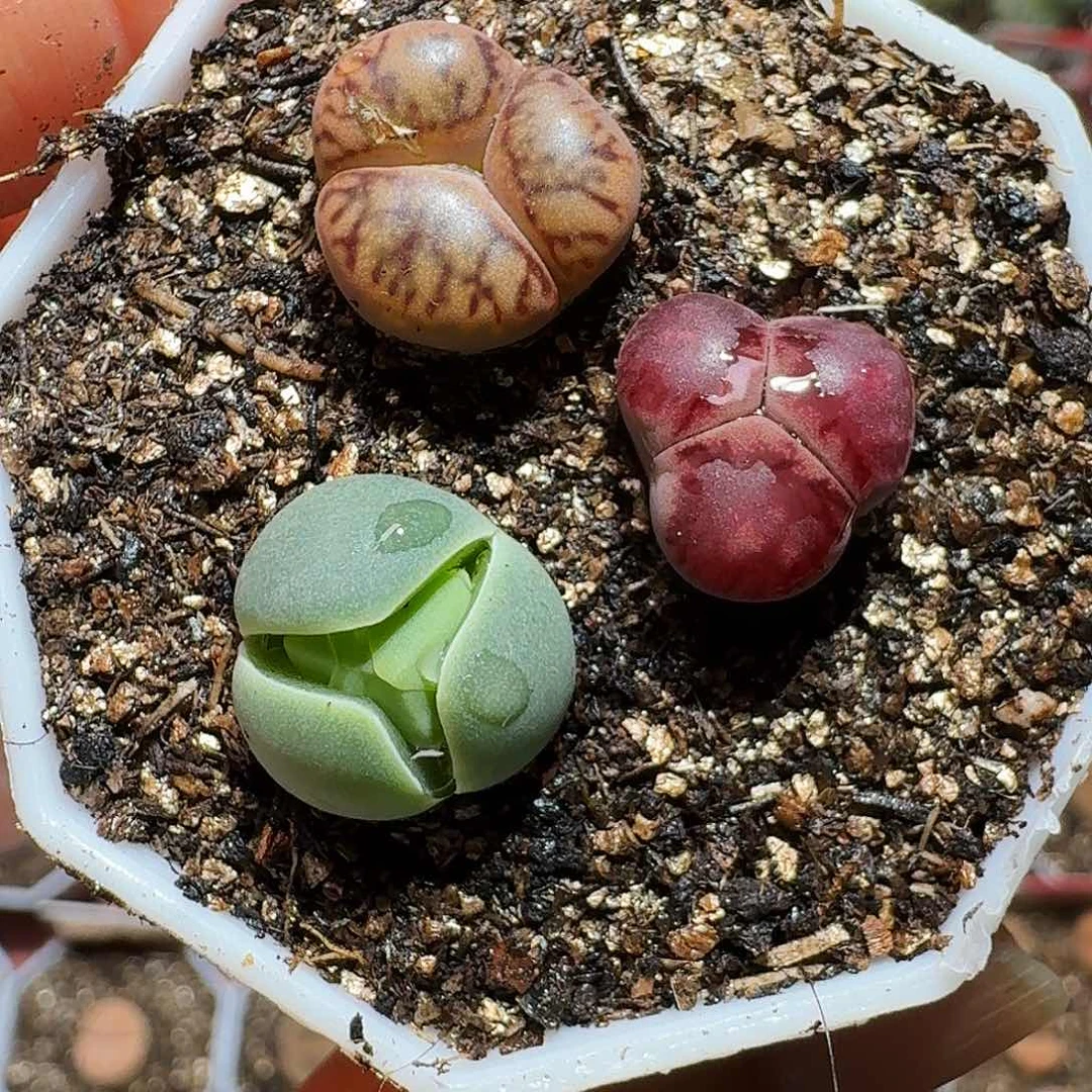 ?*8生石花23:：/。  1