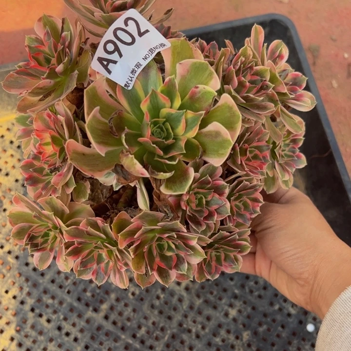女郎多肉植物902，
