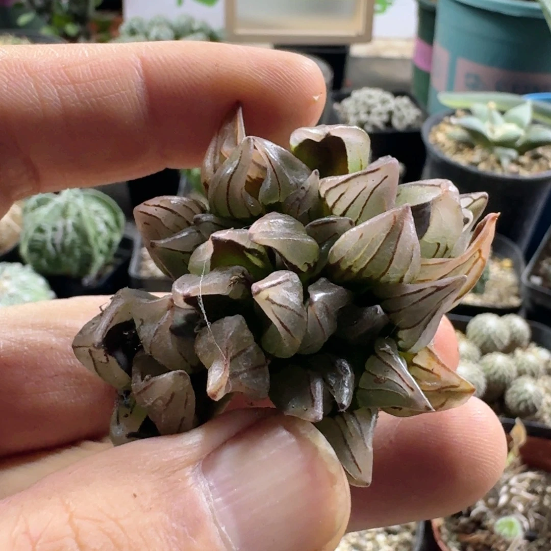634西瓜寿脱土发货