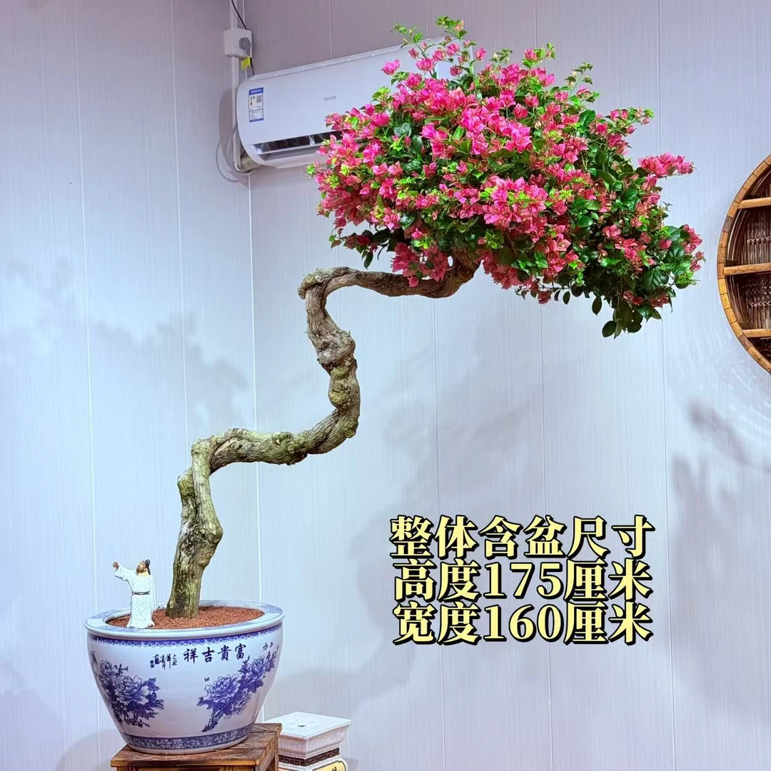 【楠山园艺】精品绿叶米罗老桩三角梅盆景