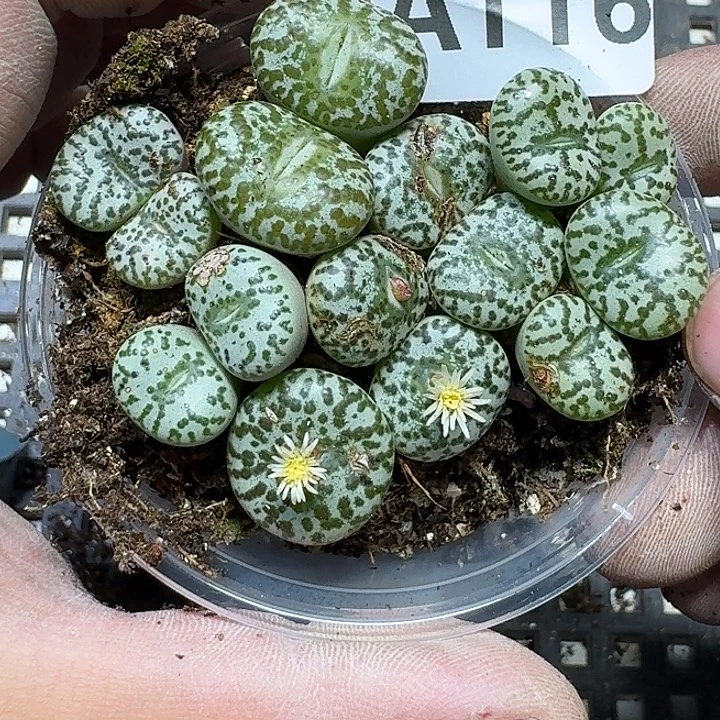 116 多肉植物多肉植物