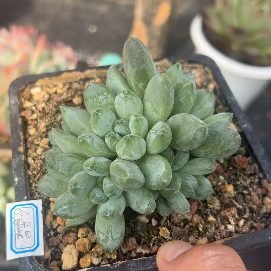 多肉植物绿星美人