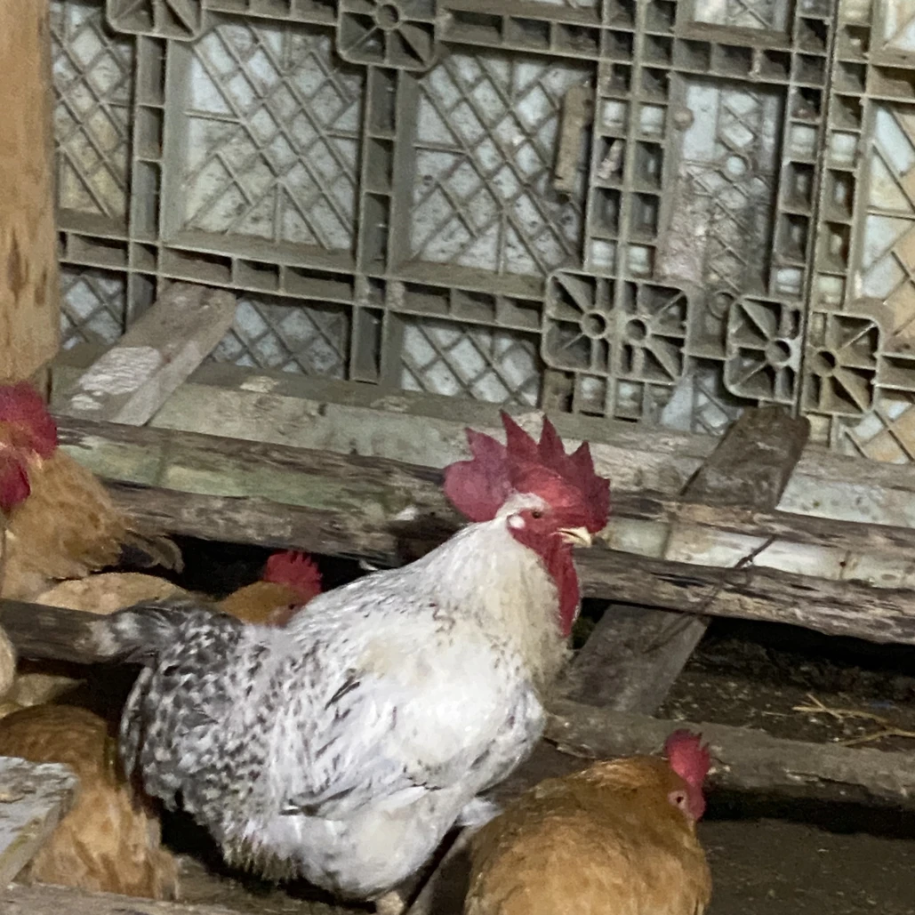 正宗散养白芦花鸡顺丰包邮发货