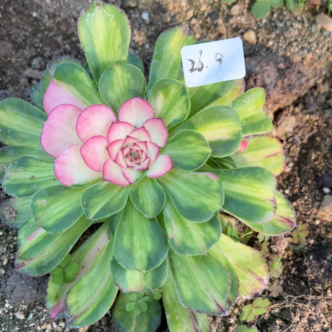 9知否多肉植物多肉