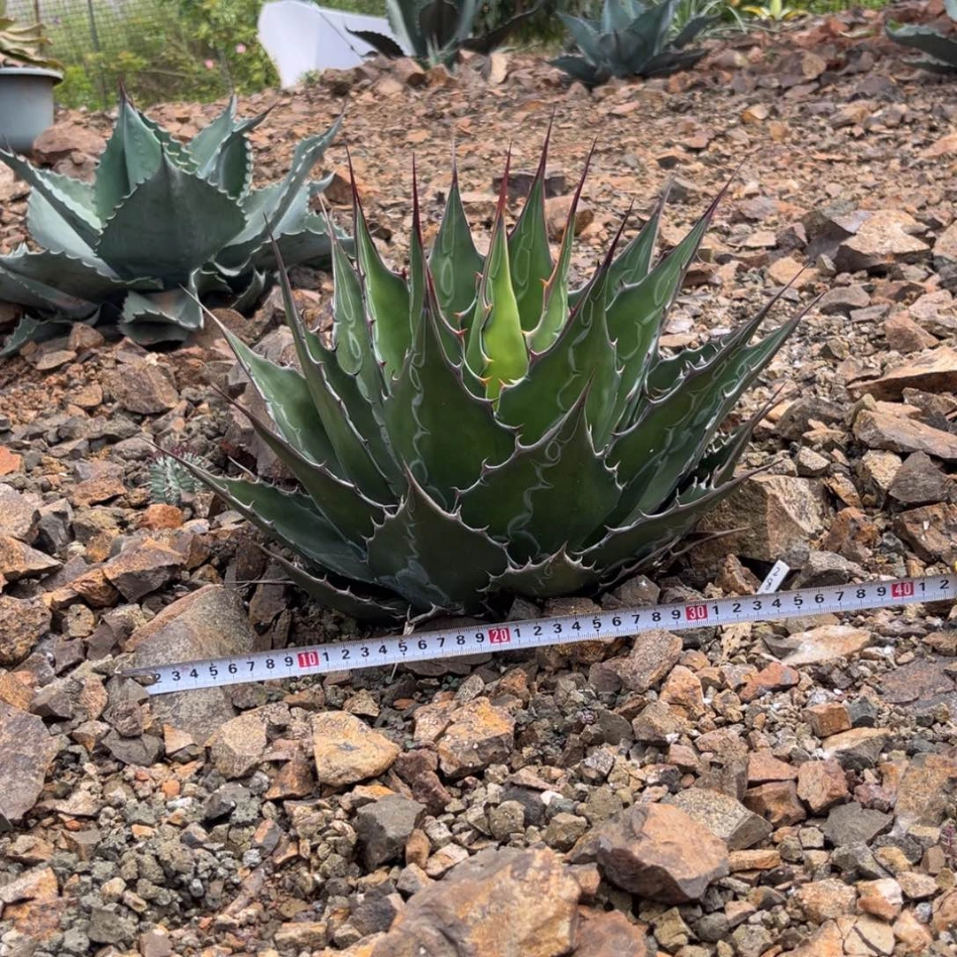 蒙塔娜绿植盆栽花卉