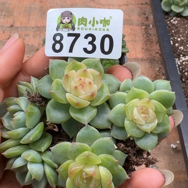 多肉植物多肉植物