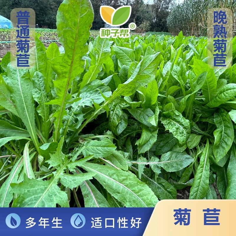 大叶菊苣种子耐旱耐寒秋播多年生营养均衡四季生长易收割优良牧草