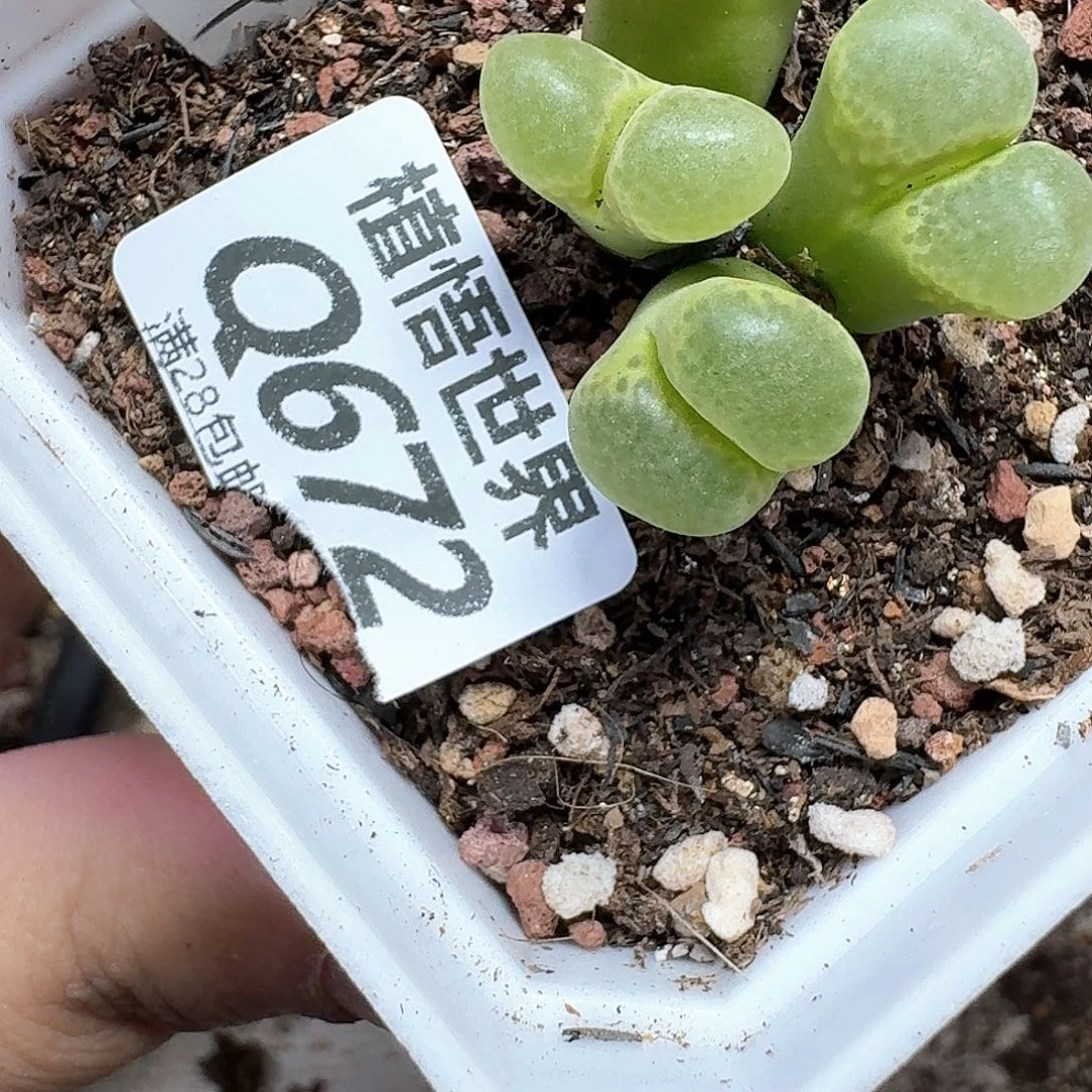 多肉植物的润泽吃