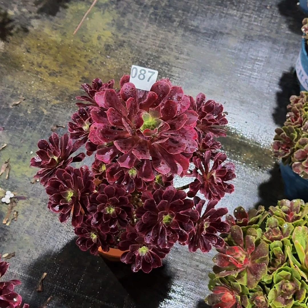 087金丝雀高度40公分