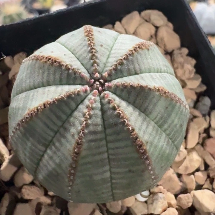 布纹球实生4cm仙人球