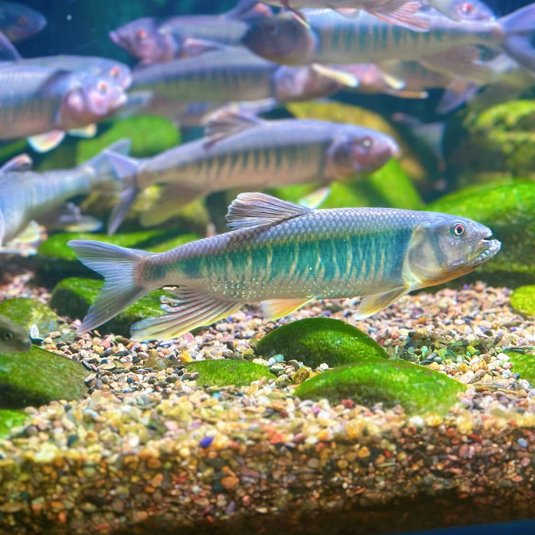 马口野采原生溪流鱼冷水鱼