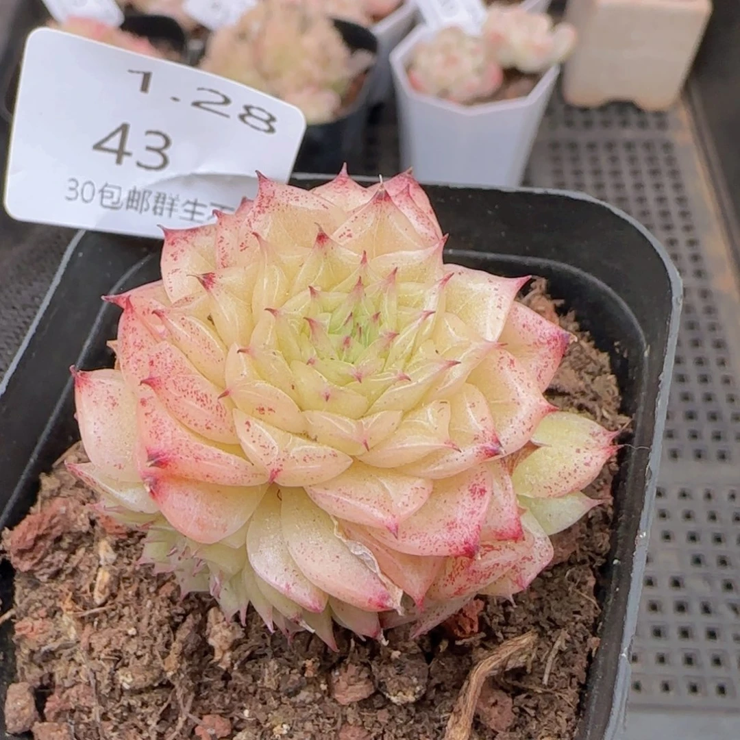 翻叶麦秆群一颗脱土