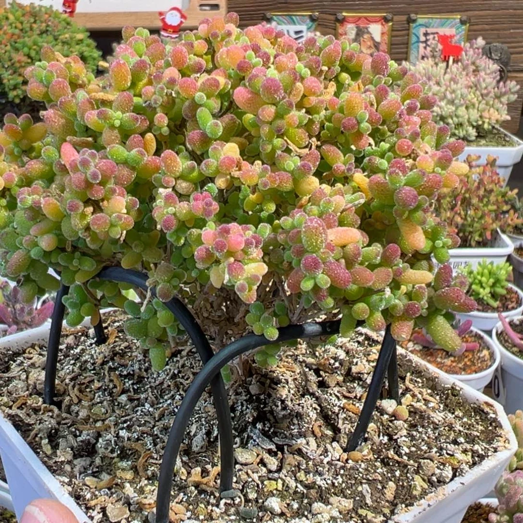 4-768枝干番杏蜜橘糖球老桩3年冠幅10厘米