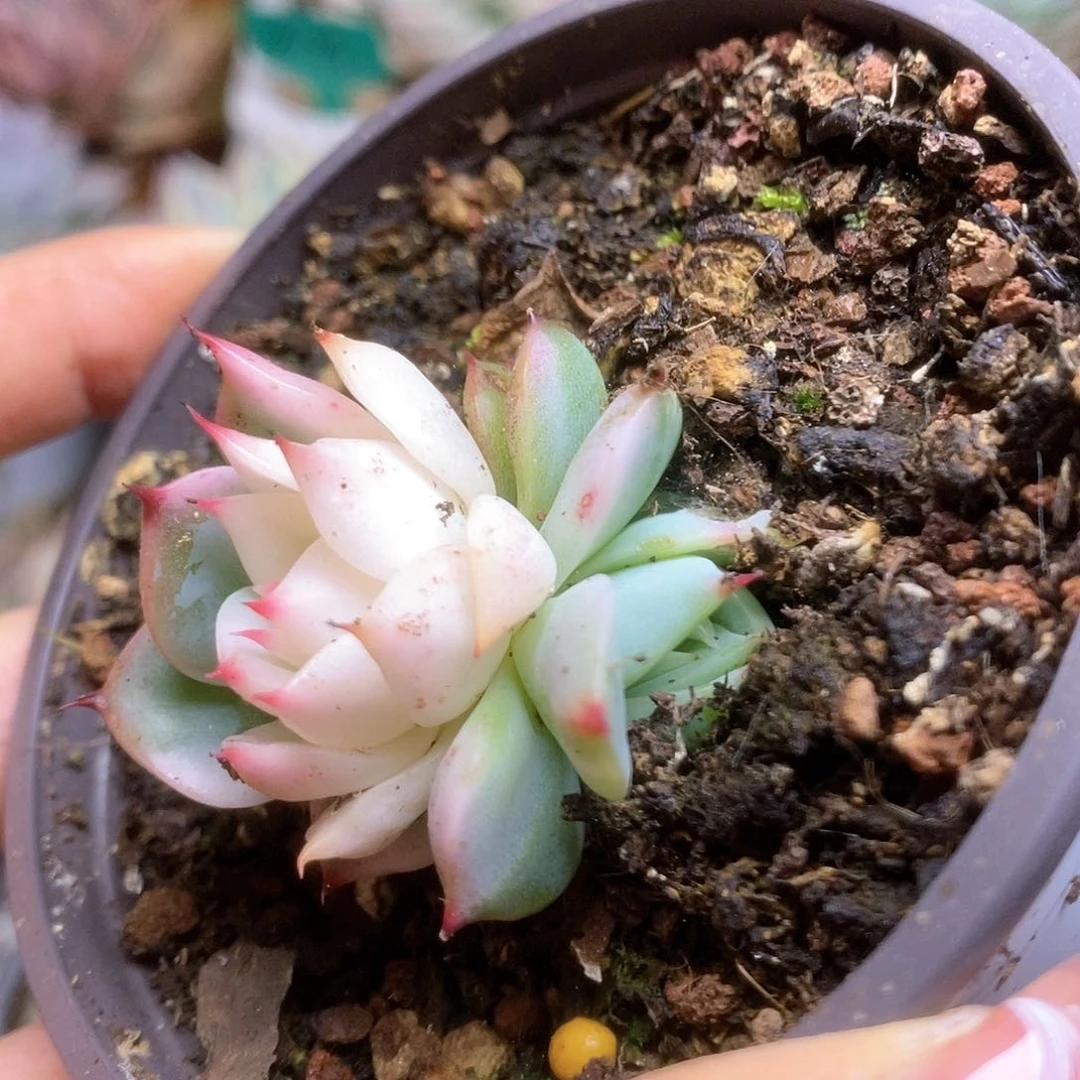 145锦锦锦锦锦锦锦锦